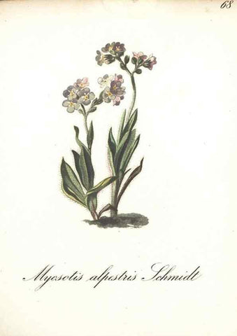 Reproducción/Reproduction 7163654485: Die Alpenpflanzen nach der Natur gemalt /. Prag :F. Tempsky,1879-1884.