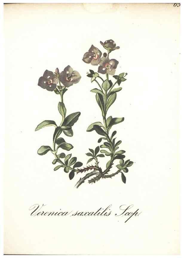 Reproducción/Reproduction 7163655045: Die Alpenpflanzen nach der Natur gemalt /. Prag :F. Tempsky,1879-1884.