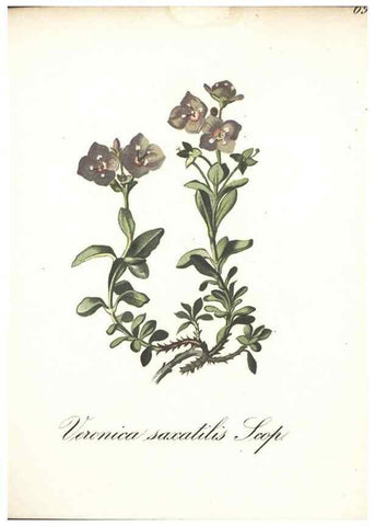 Reproducción/Reproduction 7163655045: Die Alpenpflanzen nach der Natur gemalt /. Prag :F. Tempsky,1879-1884.