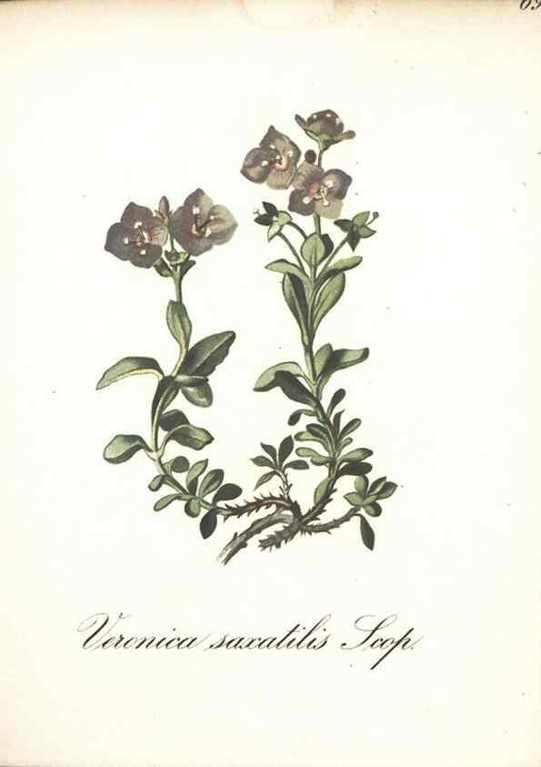 Reproducción/Reproduction 7163655045: Die Alpenpflanzen nach der Natur gemalt /. Prag :F. Tempsky,1879-1884.