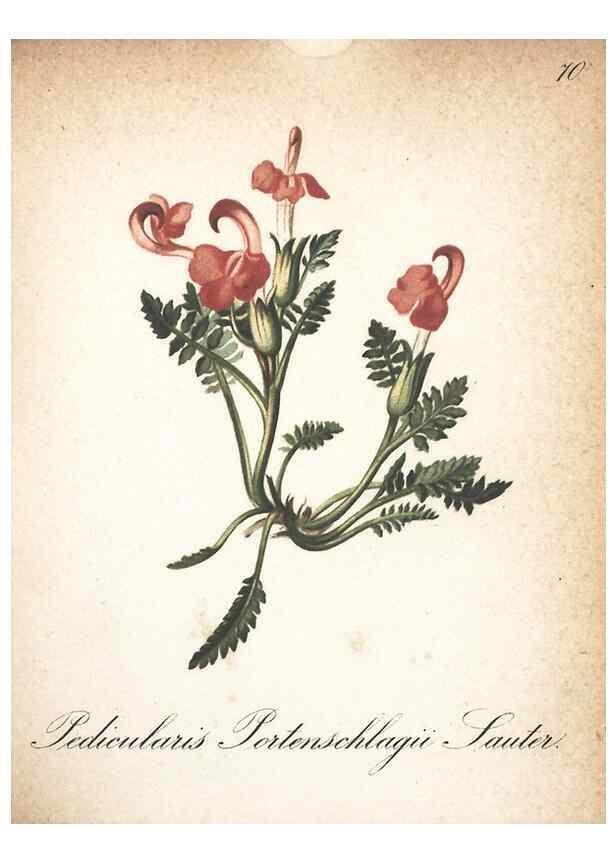 Reproducción/Reproduction 7348866404: Die Alpenpflanzen nach der Natur gemalt /. Prag :F. Tempsky,1879-1884.