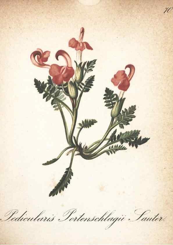 Reproducción/Reproduction 7348866404: Die Alpenpflanzen nach der Natur gemalt /. Prag :F. Tempsky,1879-1884.