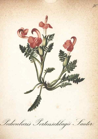 Reproducción/Reproduction 7348866404: Die Alpenpflanzen nach der Natur gemalt /. Prag :F. Tempsky,1879-1884.