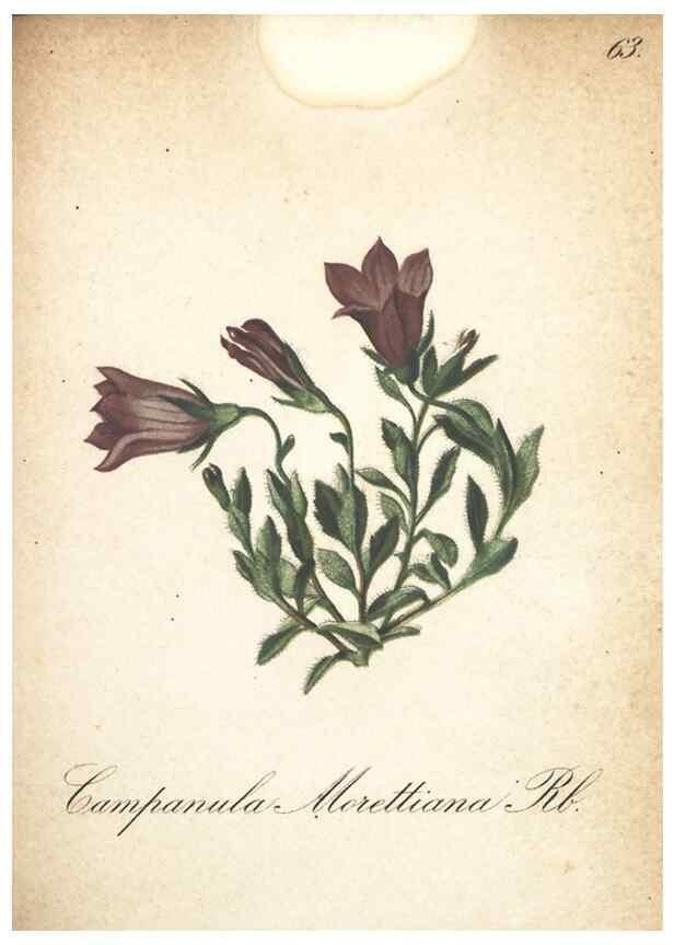 Reproducción/Reproduction 7163651399: Die Alpenpflanzen nach der Natur gemalt /. Prag :F. Tempsky,1879-1884.