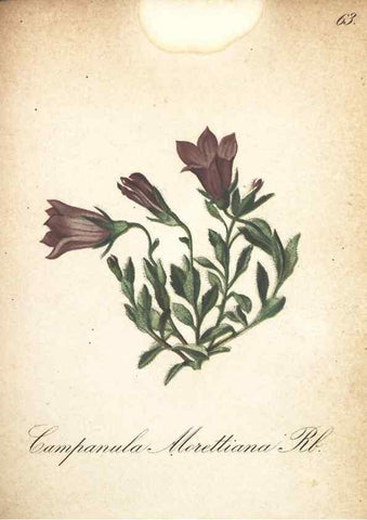 Reproducción/Reproduction 7163651399: Die Alpenpflanzen nach der Natur gemalt /. Prag :F. Tempsky,1879-1884.