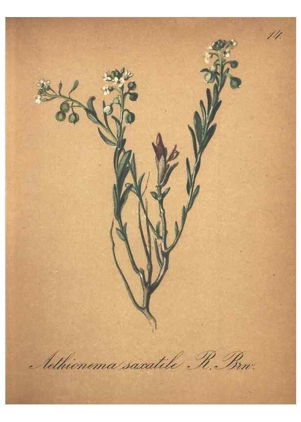 Reproducción/Reproduction 7163618305: Die Alpenpflanzen nach der Natur gemalt /. Prag :F. Tempsky,1879-1884.