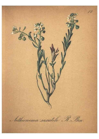 Reproducción/Reproduction 7163618305: Die Alpenpflanzen nach der Natur gemalt /. Prag :F. Tempsky,1879-1884.