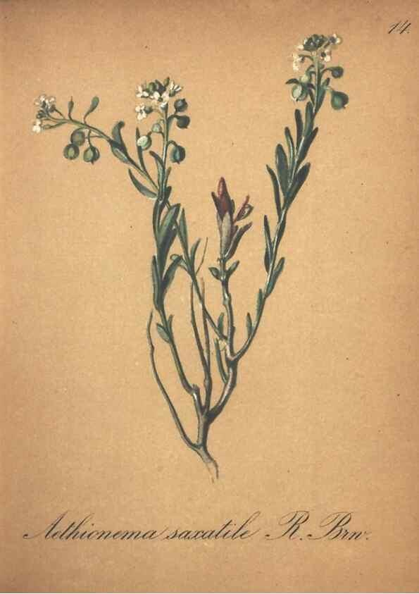 Reproducción/Reproduction 7163618305: Die Alpenpflanzen nach der Natur gemalt /. Prag :F. Tempsky,1879-1884.