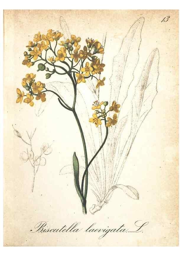 Reproducción/Reproduction 7163617807: Die Alpenpflanzen nach der Natur gemalt /. Prag :F. Tempsky,1879-1884.
