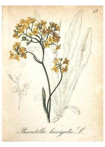Reproducción/Reproduction 7163617807: Die Alpenpflanzen nach der Natur gemalt /. Prag :F. Tempsky,1879-1884.