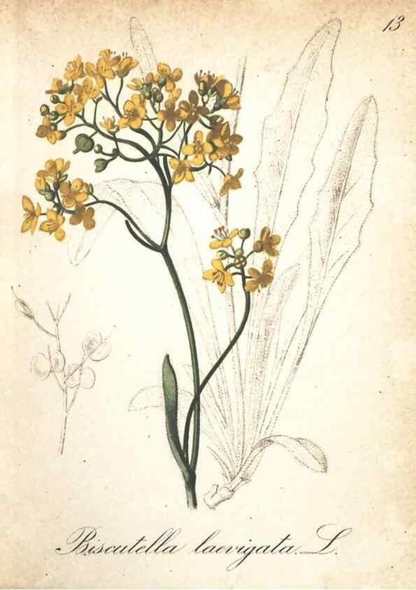Reproducción/Reproduction 7163617807: Die Alpenpflanzen nach der Natur gemalt /. Prag :F. Tempsky,1879-1884.