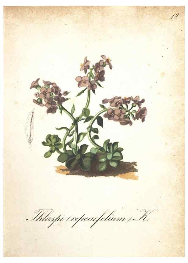Reproducción/Reproduction 7348827882: Die Alpenpflanzen nach der Natur gemalt /. Prag :F. Tempsky,1879-1884.
