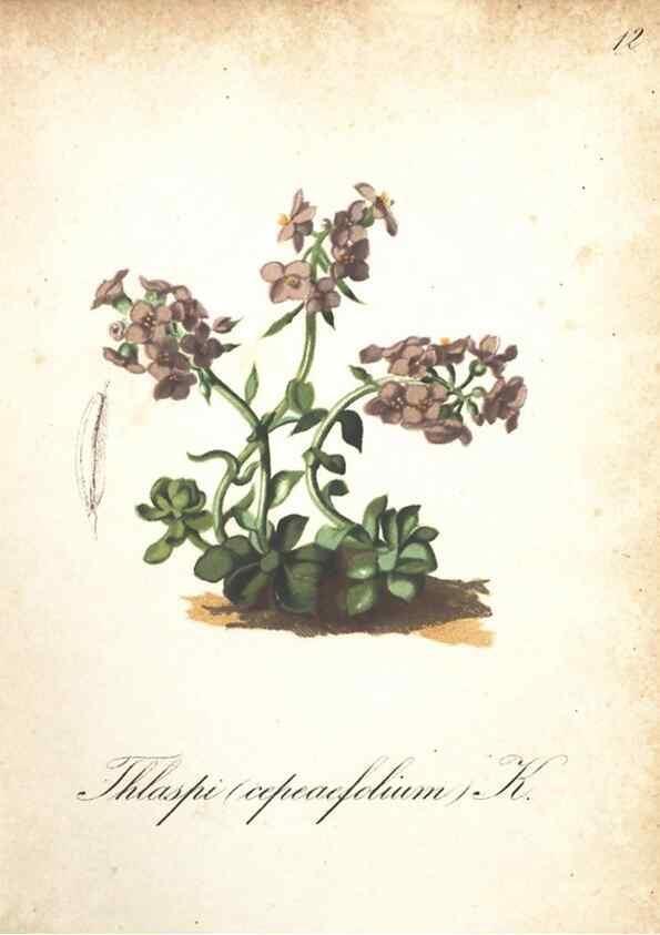 Reproducción/Reproduction 7348827882: Die Alpenpflanzen nach der Natur gemalt /. Prag :F. Tempsky,1879-1884.