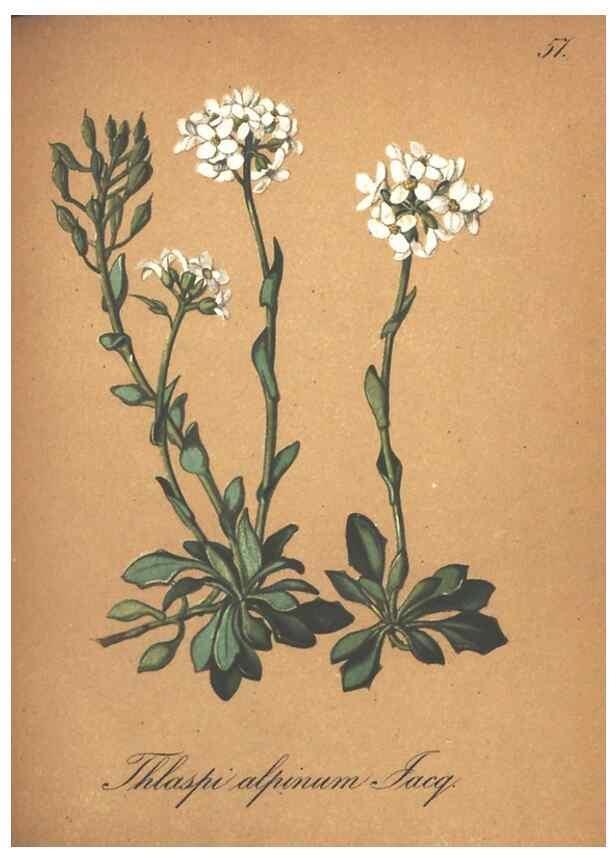 Reproducción/Reproduction 7348774300: Die Alpenpflanzen nach der Natur gemalt /. Prag :F. Tempsky,1879-1884.
