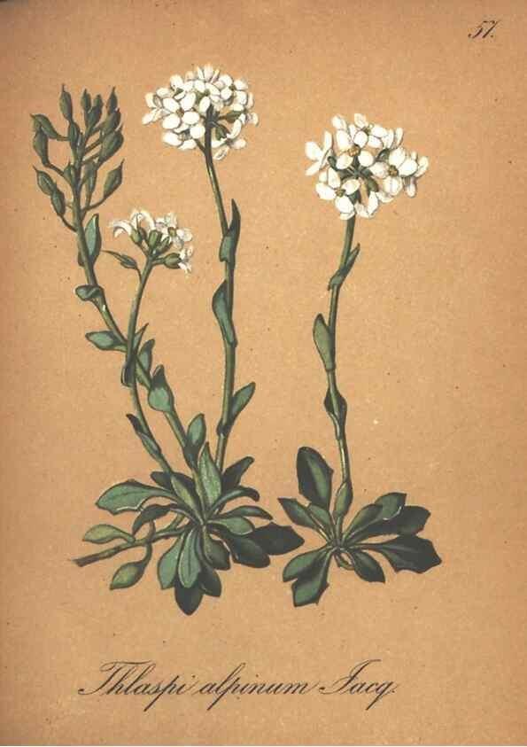 Reproducción/Reproduction 7348774300: Die Alpenpflanzen nach der Natur gemalt /. Prag :F. Tempsky,1879-1884.