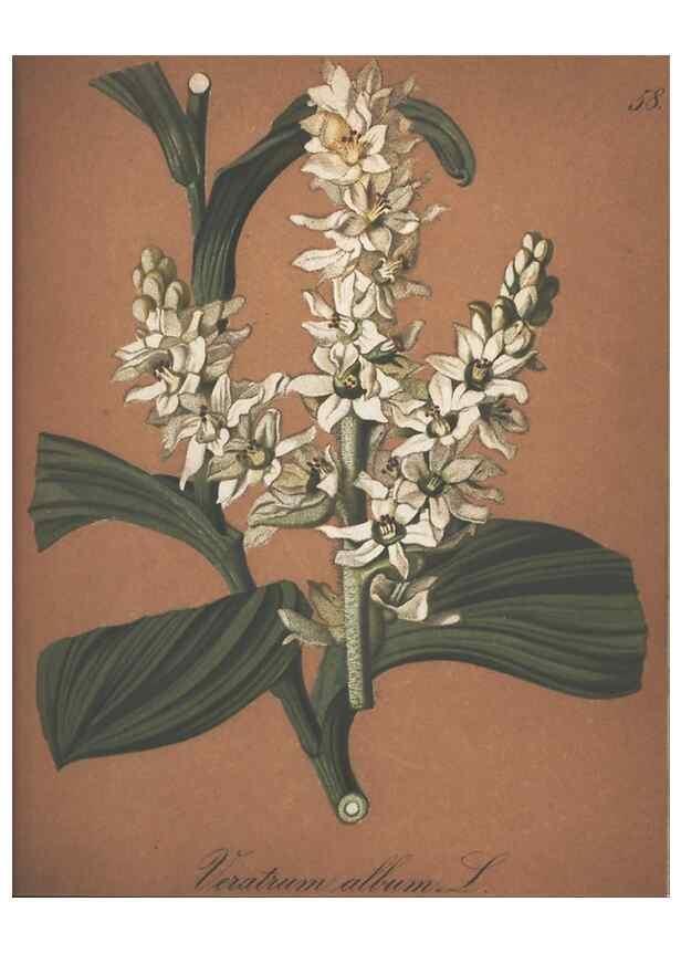 Reproducción/Reproduction 7348774902: Die Alpenpflanzen nach der Natur gemalt /. Prag :F. Tempsky,1879-1884.