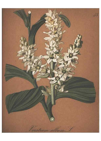 Reproducción/Reproduction 7348774902: Die Alpenpflanzen nach der Natur gemalt /. Prag :F. Tempsky,1879-1884.