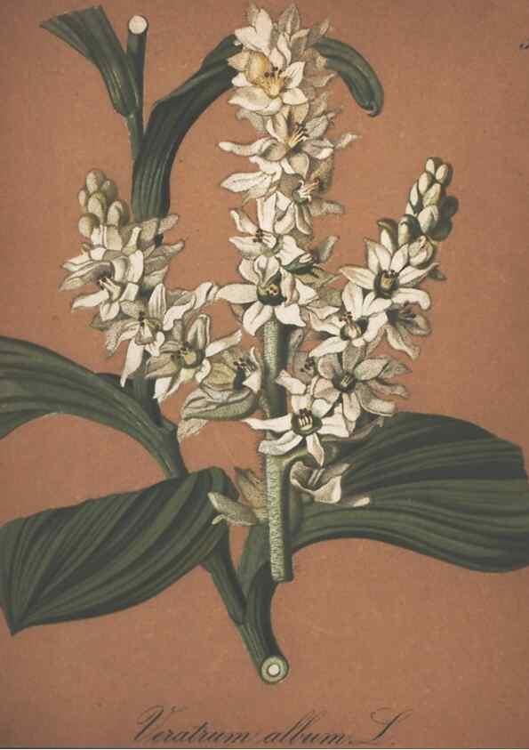 Reproducción/Reproduction 7348774902: Die Alpenpflanzen nach der Natur gemalt /. Prag :F. Tempsky,1879-1884.