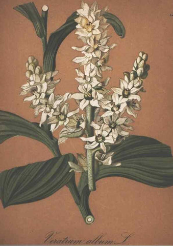 Reproducción/Reproduction 7348774902: Die Alpenpflanzen nach der Natur gemalt /. Prag :F. Tempsky,1879-1884.