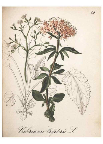 Reproducción/Reproduction 7348775482: Die Alpenpflanzen nach der Natur gemalt /. Prag :F. Tempsky,1879-1884.