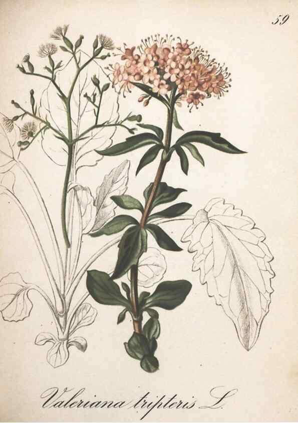 Reproducción/Reproduction 7348775482: Die Alpenpflanzen nach der Natur gemalt /. Prag :F. Tempsky,1879-1884.