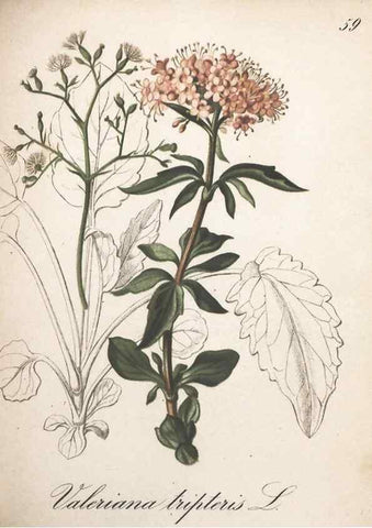 Reproducción/Reproduction 7348775482: Die Alpenpflanzen nach der Natur gemalt /. Prag :F. Tempsky,1879-1884.