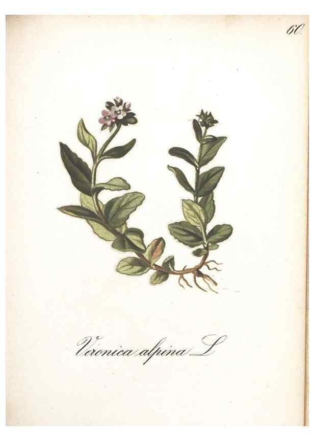 Reproducción/Reproduction 7348775976: Die Alpenpflanzen nach der Natur gemalt /. Prag :F. Tempsky,1879-1884.