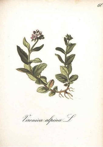 Reproducción/Reproduction 7348775976: Die Alpenpflanzen nach der Natur gemalt /. Prag :F. Tempsky,1879-1884.