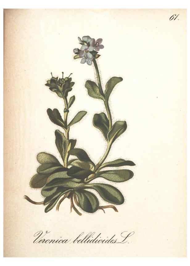 Reproducción/Reproduction 7163565917: Die Alpenpflanzen nach der Natur gemalt /. Prag :F. Tempsky,1879-1884.