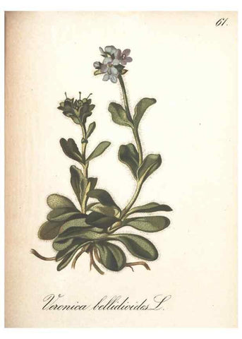 Reproducción/Reproduction 7163565917: Die Alpenpflanzen nach der Natur gemalt /. Prag :F. Tempsky,1879-1884.