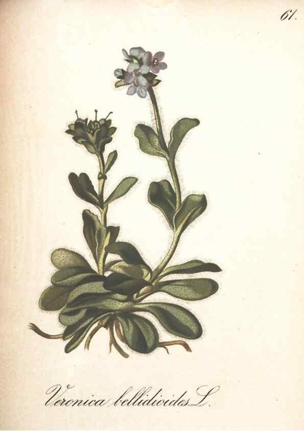 Reproducción/Reproduction 7163565917: Die Alpenpflanzen nach der Natur gemalt /. Prag :F. Tempsky,1879-1884.
