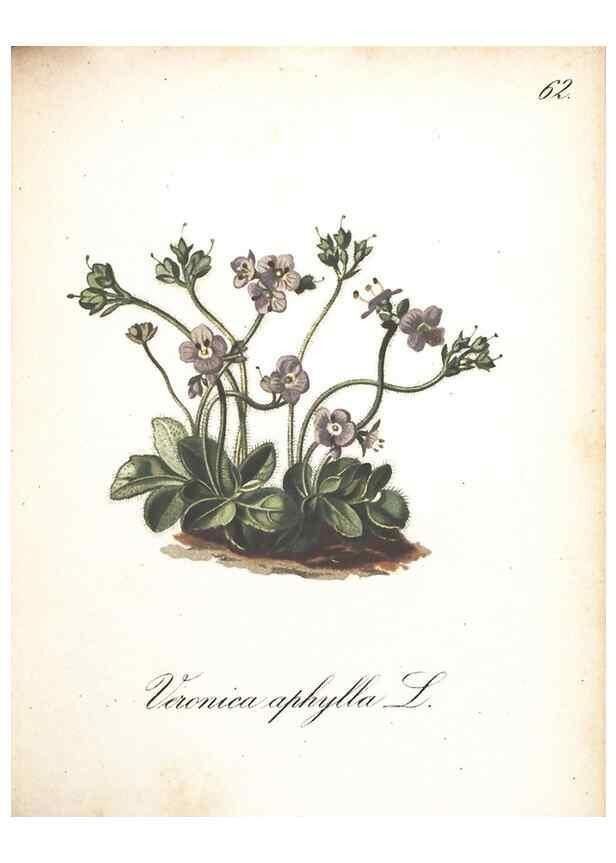 Reproducción/Reproduction 7348777058: Die Alpenpflanzen nach der Natur gemalt /. Prag :F. Tempsky,1879-1884.