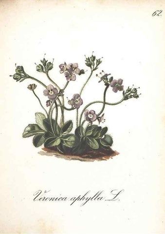 Reproducción/Reproduction 7348777058: Die Alpenpflanzen nach der Natur gemalt /. Prag :F. Tempsky,1879-1884.