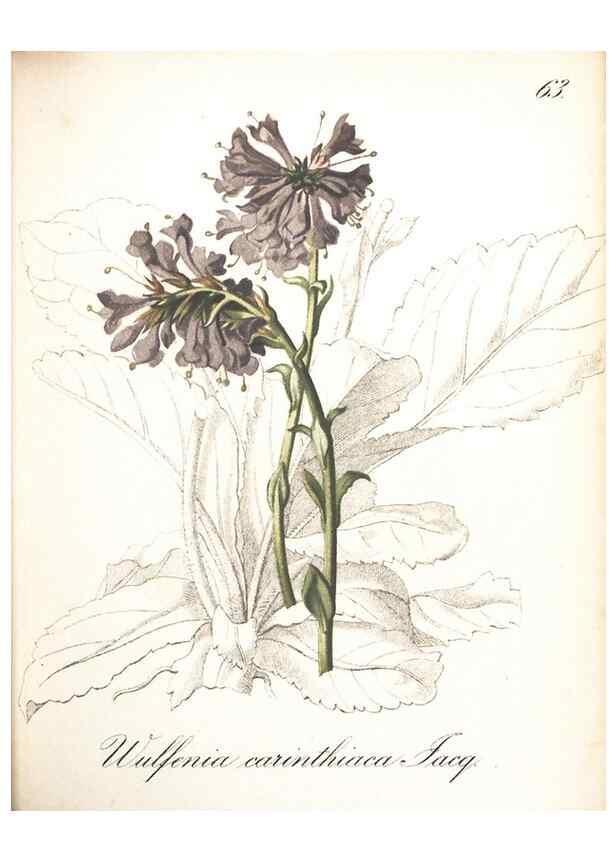 Reproducción/Reproduction 7163566951: Die Alpenpflanzen nach der Natur gemalt /. Prag :F. Tempsky,1879-1884.