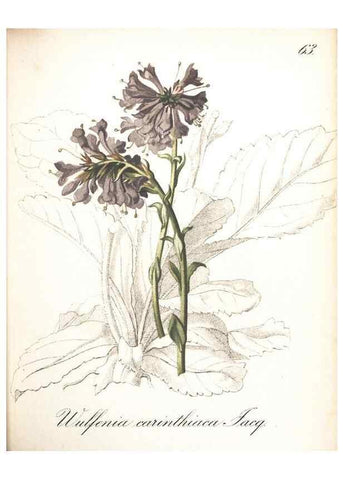 Reproducción/Reproduction 7163566951: Die Alpenpflanzen nach der Natur gemalt /. Prag :F. Tempsky,1879-1884.