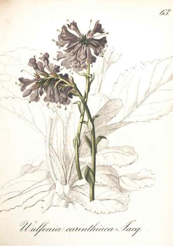 Reproducción/Reproduction 7163566951: Die Alpenpflanzen nach der Natur gemalt /. Prag :F. Tempsky,1879-1884.