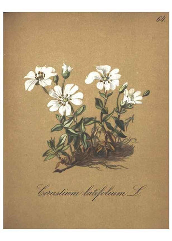 Reproducción/Reproduction 7348778412: Die Alpenpflanzen nach der Natur gemalt /. Prag :F. Tempsky,1879-1884.