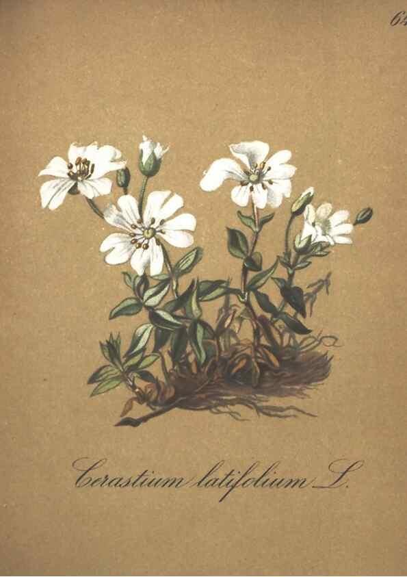 Reproducción/Reproduction 7348778412: Die Alpenpflanzen nach der Natur gemalt /. Prag :F. Tempsky,1879-1884.