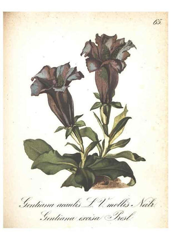 Reproducción/Reproduction 7163568459: Die Alpenpflanzen nach der Natur gemalt /. Prag :F. Tempsky,1879-1884.