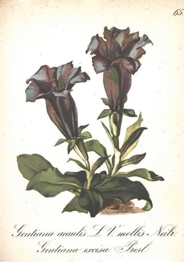 Reproducción/Reproduction 7163568459: Die Alpenpflanzen nach der Natur gemalt /. Prag :F. Tempsky,1879-1884.