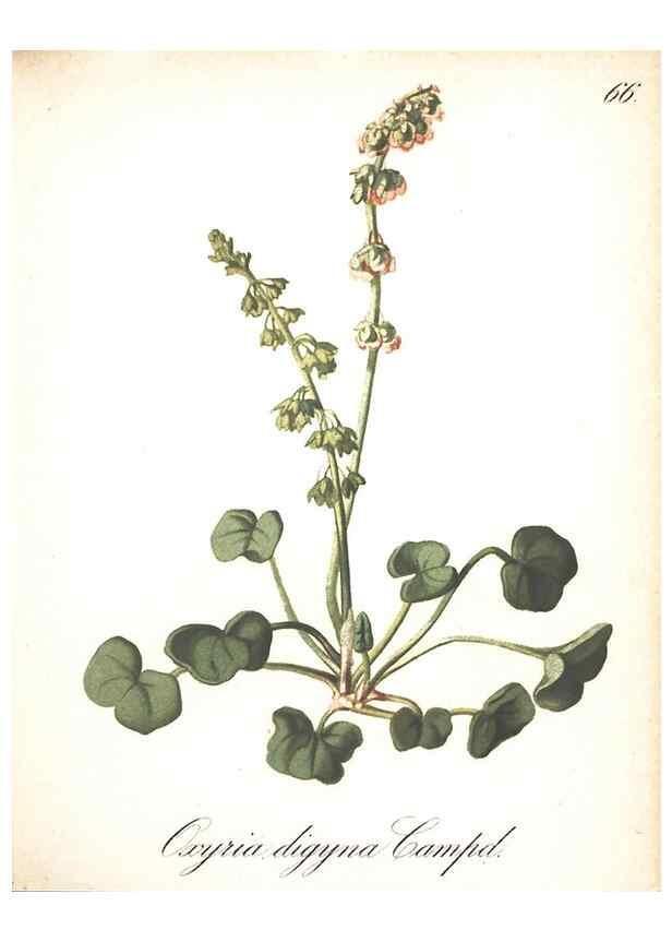 Reproducción/Reproduction 7348779672: Die Alpenpflanzen nach der Natur gemalt /. Prag :F. Tempsky,1879-1884.