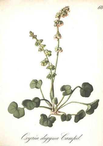 Reproducción/Reproduction 7348779672: Die Alpenpflanzen nach der Natur gemalt /. Prag :F. Tempsky,1879-1884.