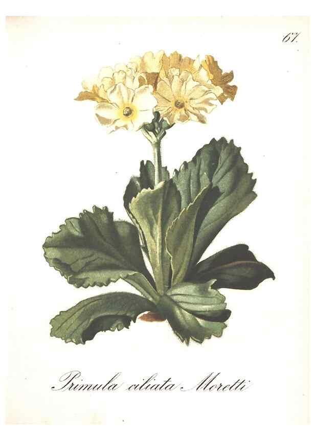 Reproducción/Reproduction 7348780228: Die Alpenpflanzen nach der Natur gemalt /. Prag :F. Tempsky,1879-1884.