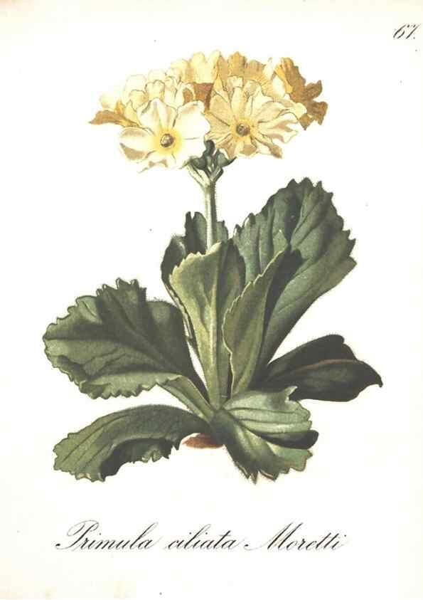 Reproducción/Reproduction 7348780228: Die Alpenpflanzen nach der Natur gemalt /. Prag :F. Tempsky,1879-1884.