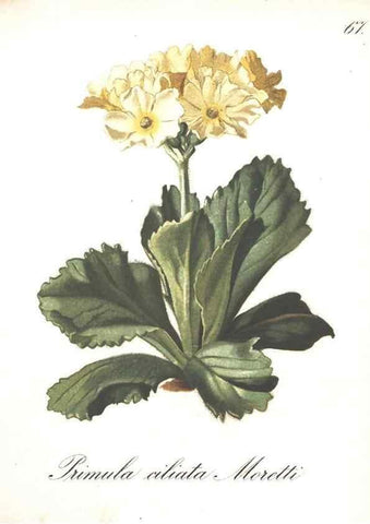 Reproducción/Reproduction 7348780228: Die Alpenpflanzen nach der Natur gemalt /. Prag :F. Tempsky,1879-1884.