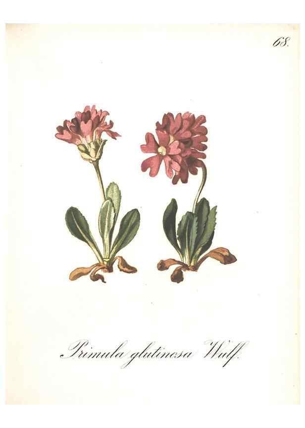 Reproducción/Reproduction 7163569977: Die Alpenpflanzen nach der Natur gemalt /. Prag :F. Tempsky,1879-1884.