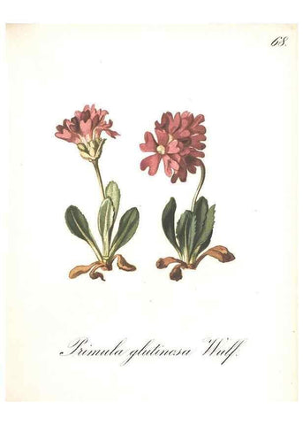 Reproducción/Reproduction 7163569977: Die Alpenpflanzen nach der Natur gemalt /. Prag :F. Tempsky,1879-1884.