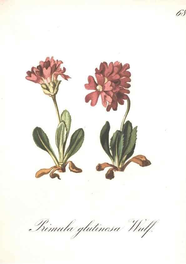 Reproducción/Reproduction 7163569977: Die Alpenpflanzen nach der Natur gemalt /. Prag :F. Tempsky,1879-1884.