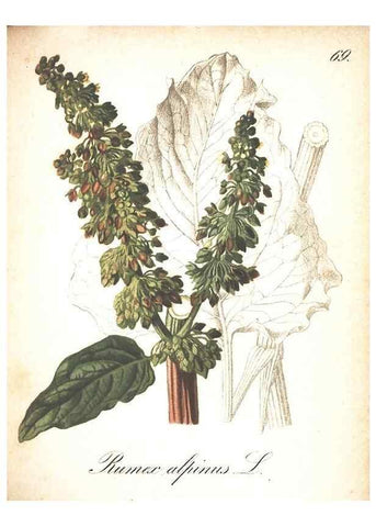 Reproducción/Reproduction 7348781372: Die Alpenpflanzen nach der Natur gemalt /. Prag :F. Tempsky,1879-1884.