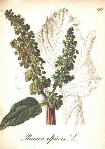 Reproducción/Reproduction 7348781372: Die Alpenpflanzen nach der Natur gemalt /. Prag :F. Tempsky,1879-1884.
